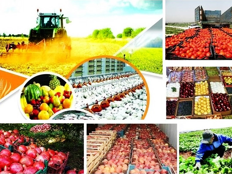 عرضه مستقیم محصولات کشاورزی در دستور کار قرار گرفت